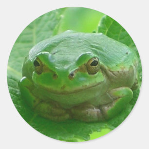 Adesivo Oh dia feliz - fim do sapo verde acima