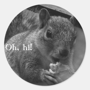 Adesivo Olá, Sr. Squirrel!