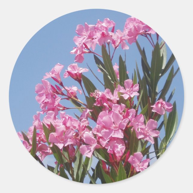Adesivo Oleander Sticker (Frente)