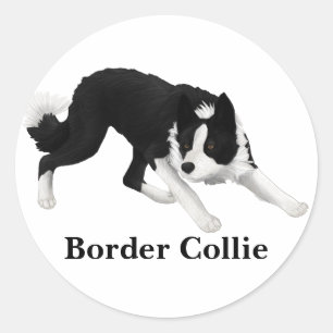 Adesivo Olhar fixo de border collie