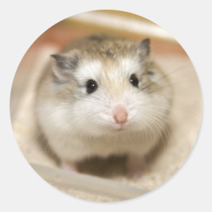Adesivo Olhar fixo do hamster do bebê