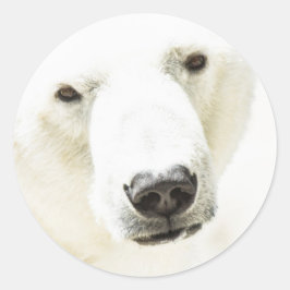 Adesivo Olho de gelo de um Urso Polar