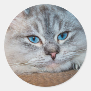 Adesivo Olhos azuis bonitos do gato