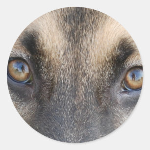 Adesivo Olhos de german shepherd
