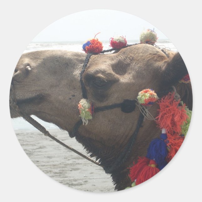 Adesivo Oman Muscat Camel Photo Art Impressão (Frente)