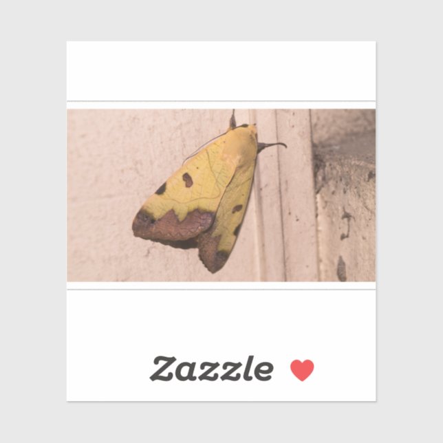 Adesivo Ophiusa tirhaca, a mariposa-verde-macia (Folha)