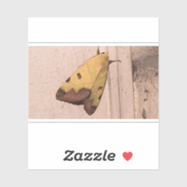 Adesivo Ophiusa tirhaca, o tambor verde