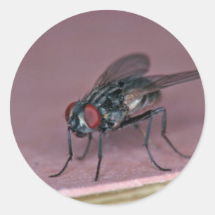 Adesivo Opinião mais próxima o inseto da mosca da casa
