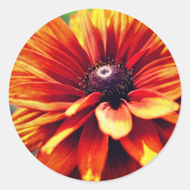 Adesivo Orange Black Eyed Susan Daisy Flower (Frente)