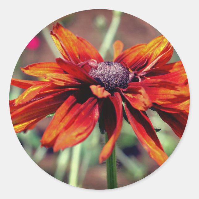 Adesivo Orange Black Eyed Susan Flower  (Frente)