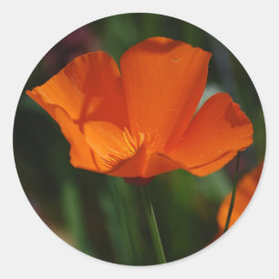 Adesivo Orange California Poppy Sticker