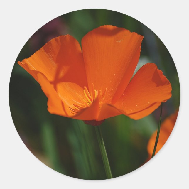 Adesivo Orange California Poppy Sticker (Frente)