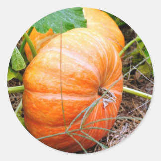Adesivo Orange Cinderella Pumpkin