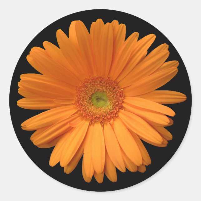 Adesivo Orange Gerber Daisy (Frente)
