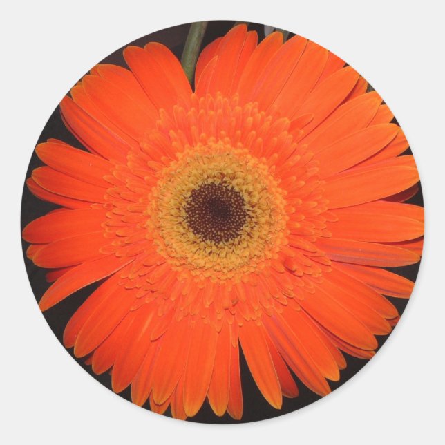 Adesivo Orange Gerber Daisy (Frente)