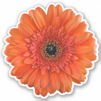 Adesivo Orange Gerbera Daisy Flower Kiss-Cut Sticker