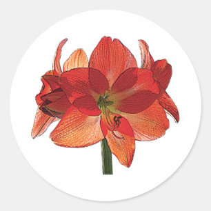 Adesivo Orange Hippeastrum Amaryllis