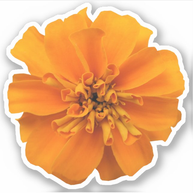 Adesivo Orange Marigold Flower CounTour (Frente)
