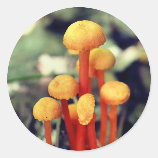 Adesivo Orange Mushroom Nature (Frente)