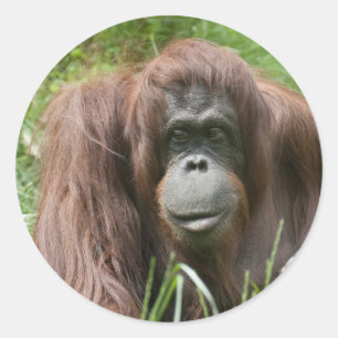 Adesivo Orangutan