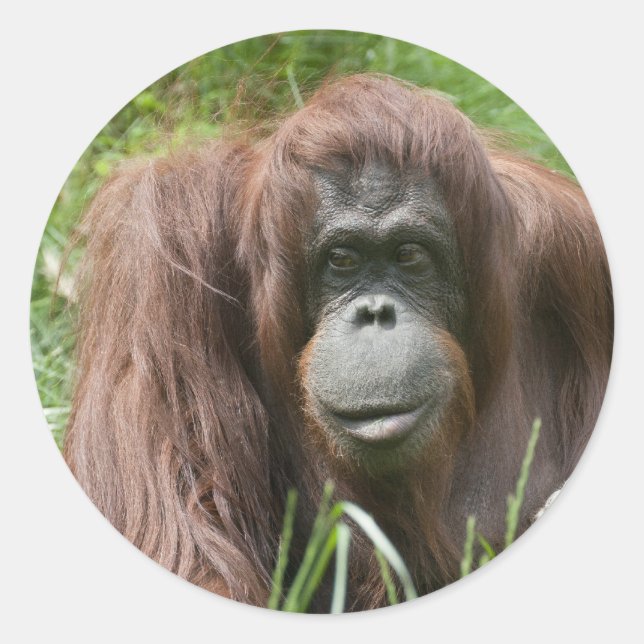 Adesivo Orangutan (Frente)