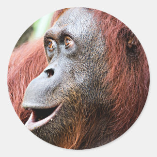 Adesivo Orangutan