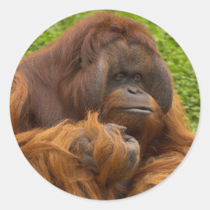 Adesivo Orangutan