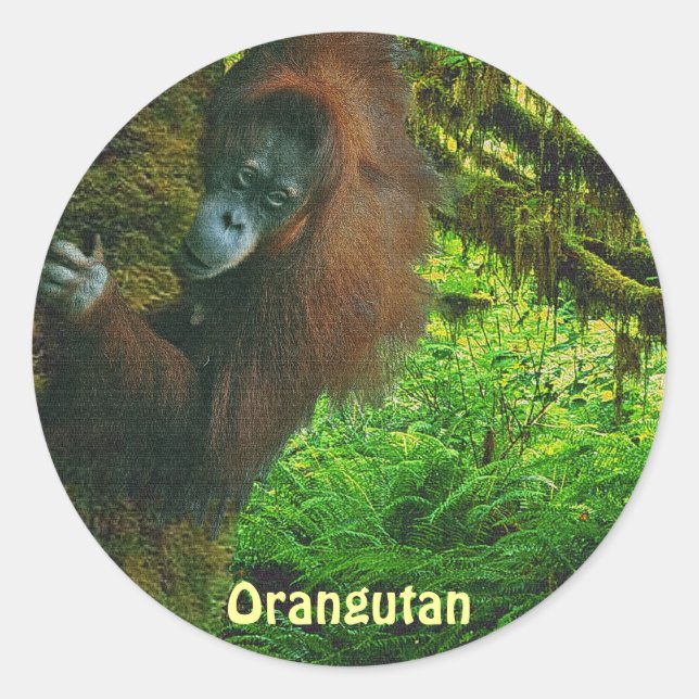 Adesivo Orangutan Red Ape & Jungle Primate Stickers (Frente)