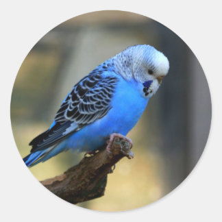 Adesivo Orçamento Azul