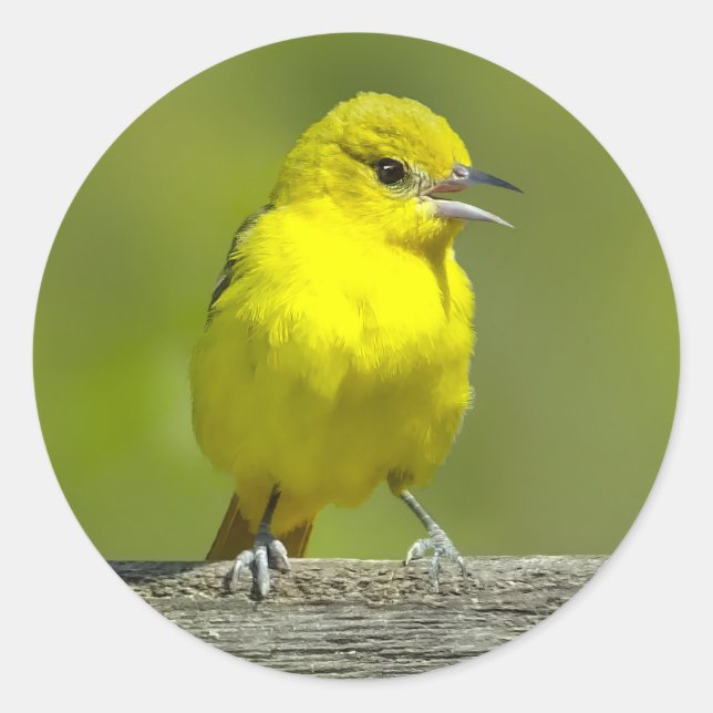 Adesivo Orchard Oriole - Fotografia original (Frente)