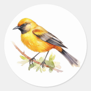 Adesivo Orchard Oriole Songbird Stickers