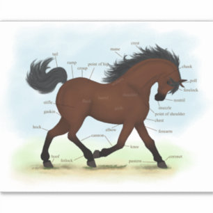 Adesivo Organograma de Anatomia Equestre ou Pony