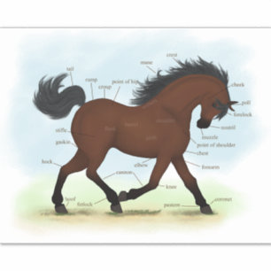 Adesivo Organograma de Anatomia Equestre ou Pony