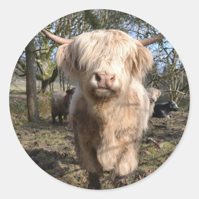 Adesivo Orgulho de ser escocês (Frente)