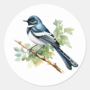 Adesivo Oriental Magpie-Robin Songbird Stickers
