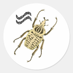 Adesivo Orientalis de Goliathus