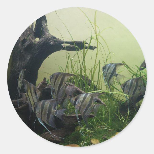 Adesivo Orinoco Angelfish Stickers (Frente)