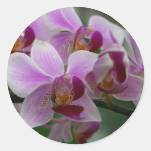 Adesivo Orquídea