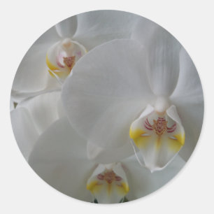 Adesivo Orquídea branca delicada em uma folha das