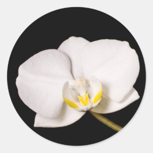 Adesivo Orquídea branca em preto