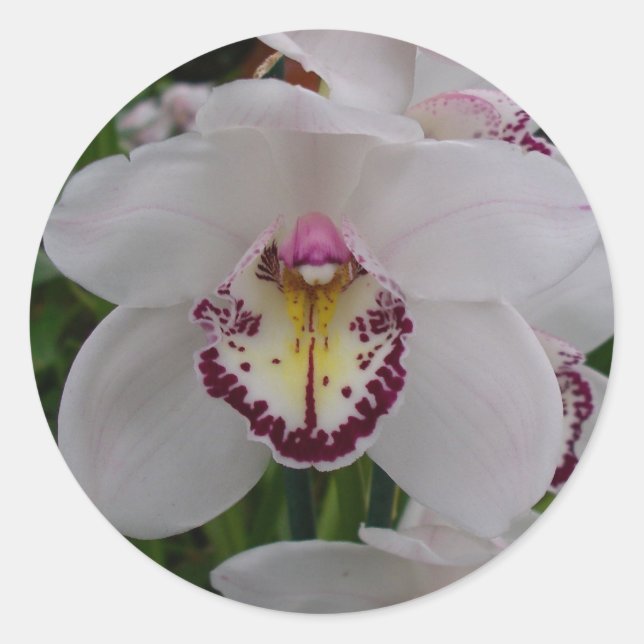 Adesivo Orquídea Branca II Elegante (Frente)