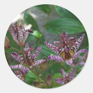 Adesivo Orquídea branca-rosa-púrpura, listrada, como uma f