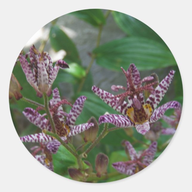 Adesivo Orquídea branca-rosa-púrpura, listrada, como uma f (Frente)