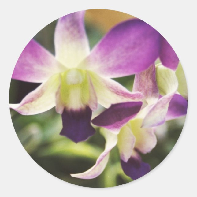Adesivo Orquídea, havaiana (Frente)