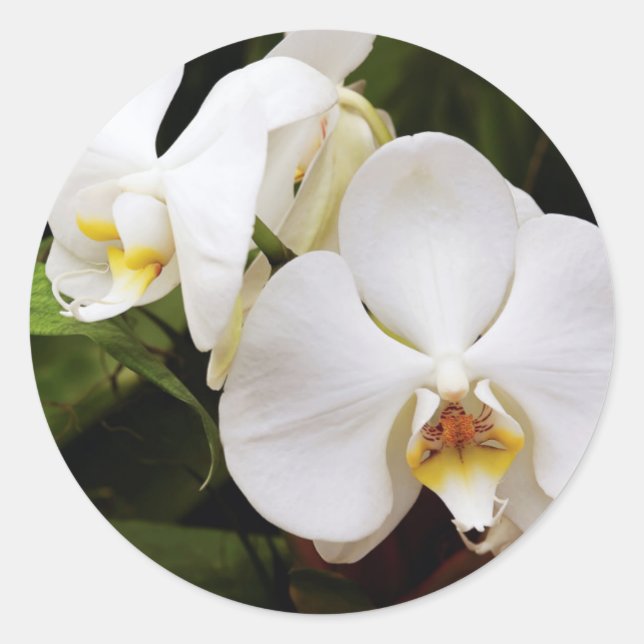 Adesivo Orquídea Lua Branca (Phalaenopsis Aphrodite) (Frente)