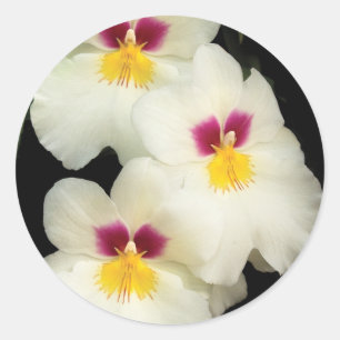 Adesivo Orquídea - Miltoniopsis - Os Três Amigos