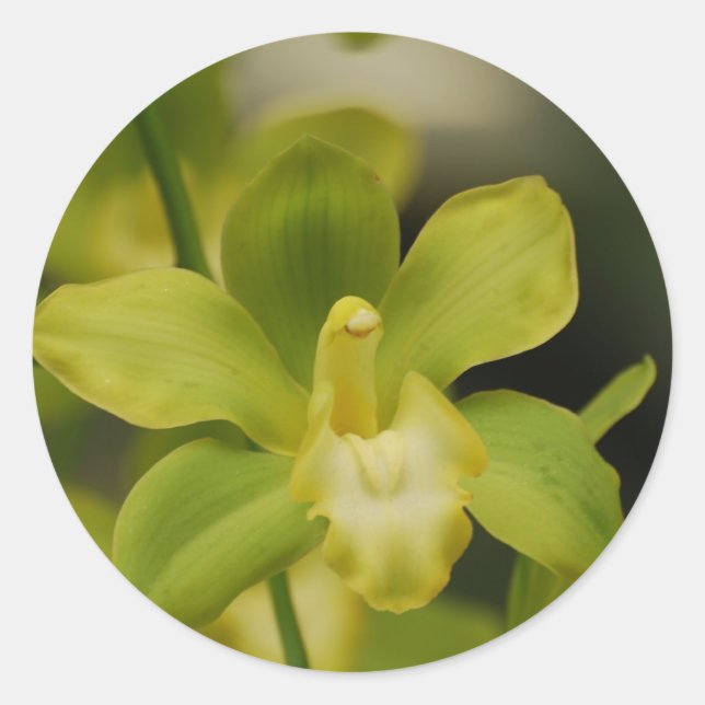 Adesivo Orquídea Verde (Frente)