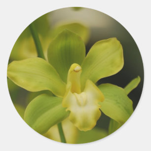 Adesivo Orquídea verde