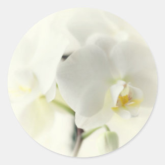 Adesivo Orquídeas