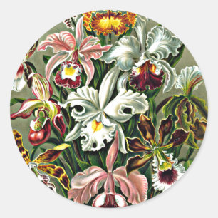 Adesivo Orquídeas - Ernst Haeckel trabalho de arte, Orchid